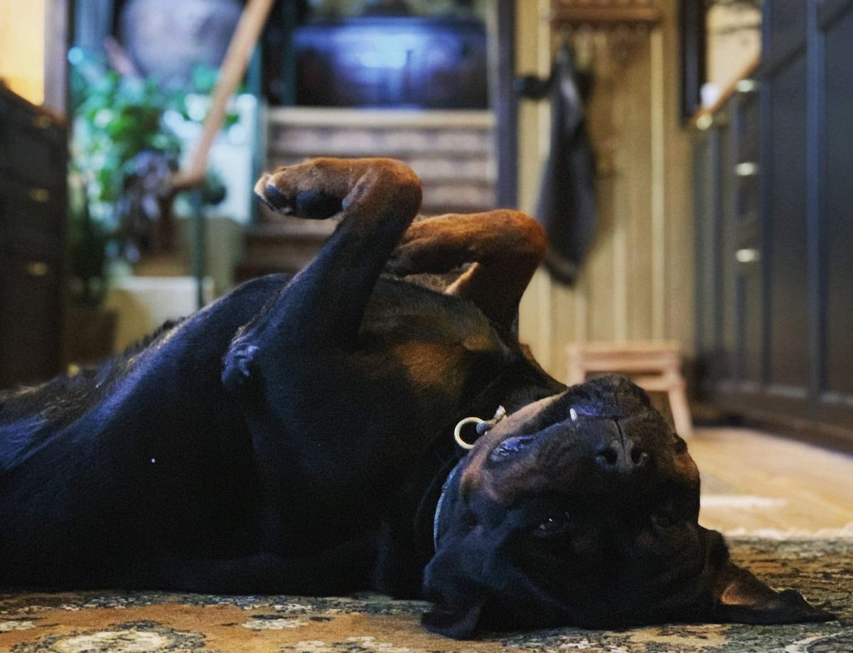 hundtränare rottweiler