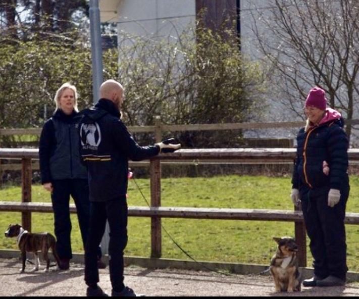 grundkurs hundkurser Skåne